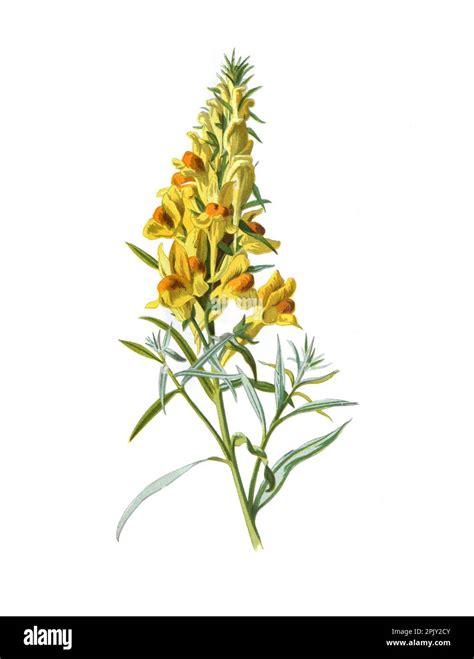 Flor De Toadflax Linaria Vulgaris Antiguo Dibujado A Mano Ilustración De Flores Flores