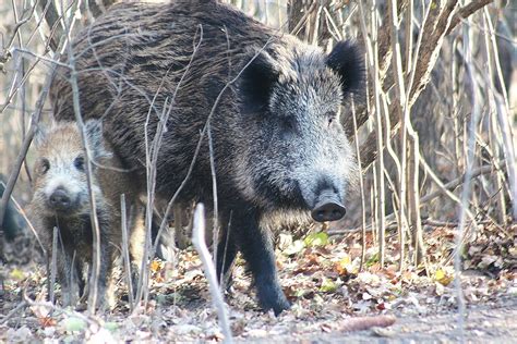 The History of Wild Boars in America | Wild Boar Outdoors