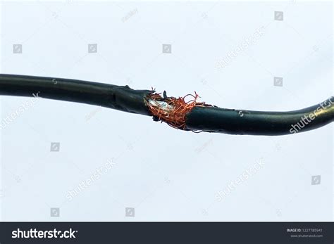 Rat Bite Wire Images Stock Photos Vectors Shutterstock