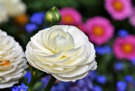 The Best Ranunculus Varieties for Your Garden » Faultless Blog