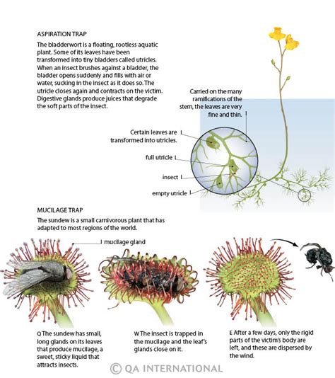 what are heterotrophic plants what are the different types of ...