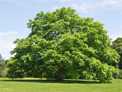 Butternut White Walnut Ellisons Mountain Heritage Nursery