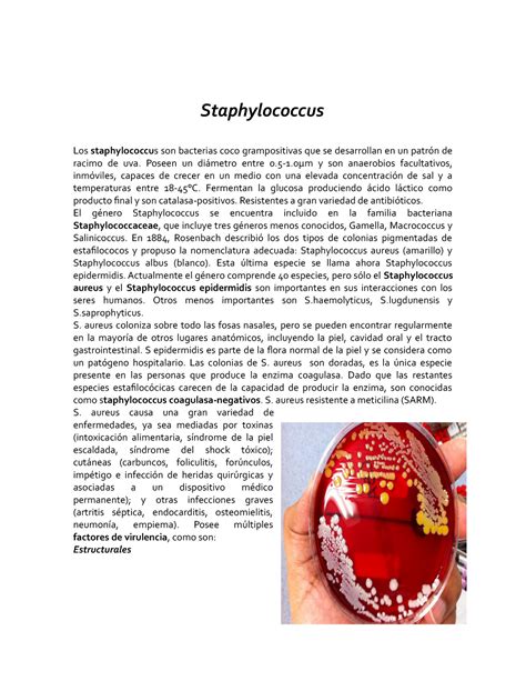 Staphylococcus Resumen De Staphyloccocus Staphylococcus Los