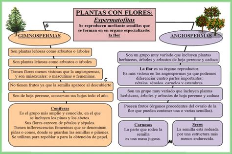 Esquemas Galledor Gimnospermas Y Angiospermas