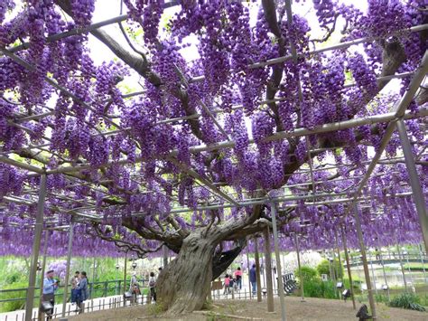 Wow! Beautiful Wisteria Vine Flowering Plant - ALLRefer