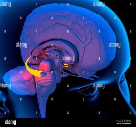 Hippocampus In The Brain Computer Artwork Of A Person S Head Showing