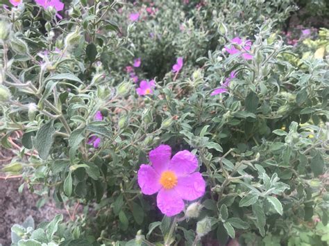 Cistus Albidus Or The White Leaved Rock Rose