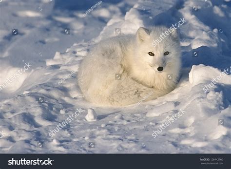 Arctic Fox Lying On Arctic Tundra Stock Photo 126442760 Shutterstock