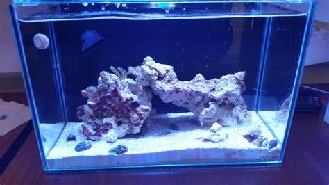 Pico tank - Member Photos - Nano-Reef Community