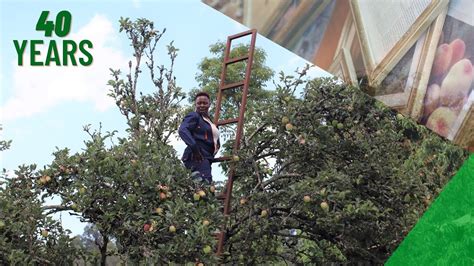 O Year Old Wambugu Apple Trees Where It All Began Youtube