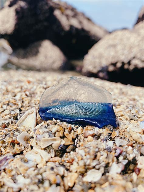 California Blue Jellyfish By The Wind Sailors Explained