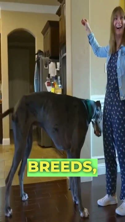 Meet Zeus The Worlds Tallest Dog Youtube