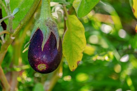 ¿la Berenjena Es Fruta O Verdura Definición Y Clasificación