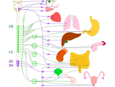 Voies Ue Anatomie Tutorat Associatif Toulousain