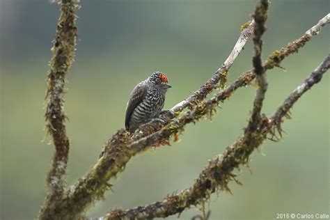 Carpinterito De Pecho Jaspeado Speckle Chested Piculet Picumnus