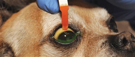 Dog Eye Ulcers Healing - Infoupdate.org