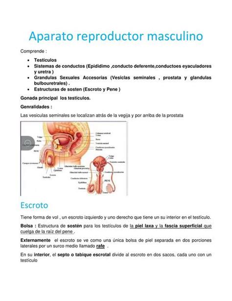 Aparato Reproductor Masculino ESPM MEDICINA UDocz