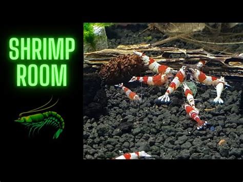 Relax Shrimp Caridina Krewetki Red Crystal Youtube