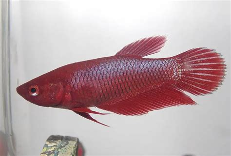 Veiltail Betta Female Breeding Bettas Part Selecting And Sexing For