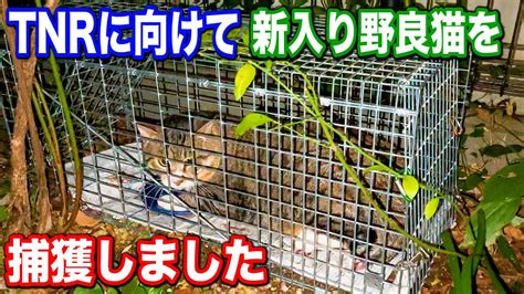 tnr youtube