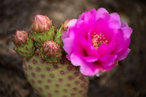 A Prickly Pear Cactus Flowers In Spring Zion National Park In Utah