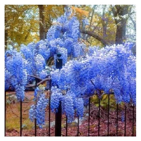 5 Blue Chinese Wisteria Seeds Vine Climbing Flower Perennial Rare