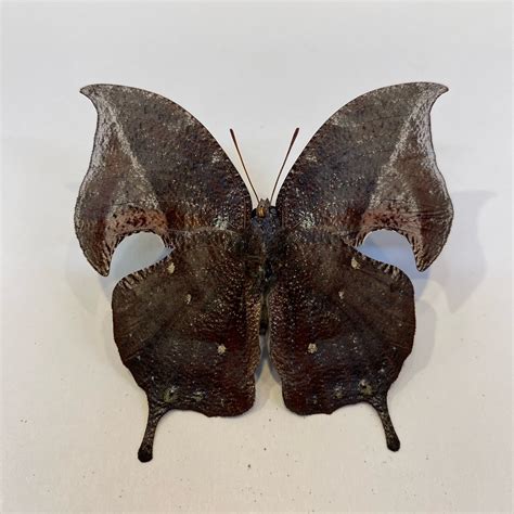 Anaea Alberta Alberta Leafwing Butterfly Specimen Nātür Showroom