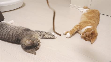 一緒に床に転がって猫じゃらしで遊ぶ猫ズが可愛すぎる。 Festaオフィシャルブログ「猫のいる生活」powered By Ameba