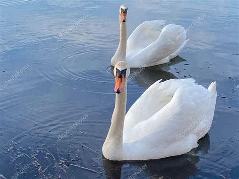 Dos Hermosos Cisnes Blancos Con Cuellos Largos Y Plumas Blancas En La