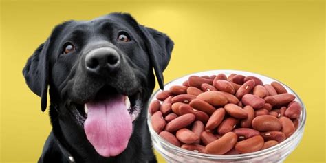 Can Dogs Eat Baked Beans The Risks And Benefits