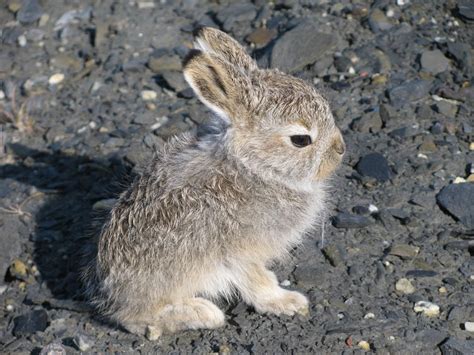 Arctic-hare-baby by Briannaaftonsocool on DeviantArt