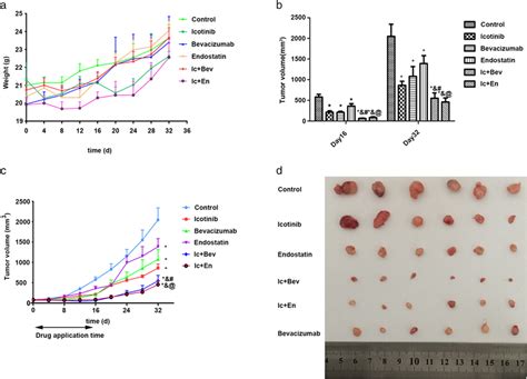 A Bodyweight Curves In Six Groups Of Nude Mice During The Experiment