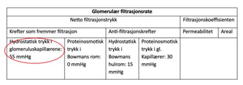 Urinorganer Fysiologi Flashcards Quizlet