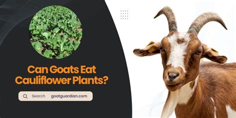 Can Goats Eat Cauliflower Plants GOOD Or BAD Goat Guardian