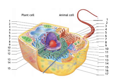 Cell Diagram MICRO Diagram Quizlet