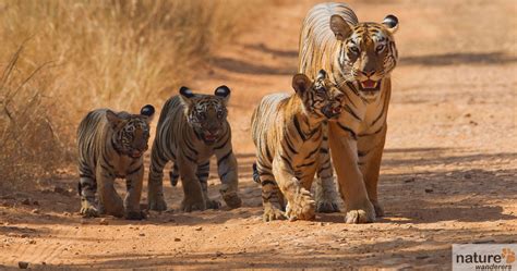 Tadoba National Park Best Time To Visit Indian National Parks Wildlife Photography Photo