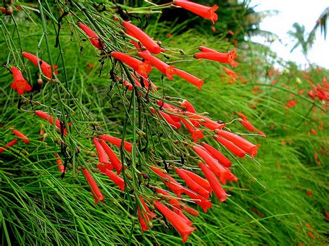 Russelia Equisetiformis Coral Plant Firecracker Plant Flickr