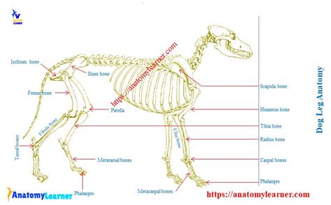 Dog Leg Anatomy with Labeled Diagram - Bones, Joints, Muscles and ...