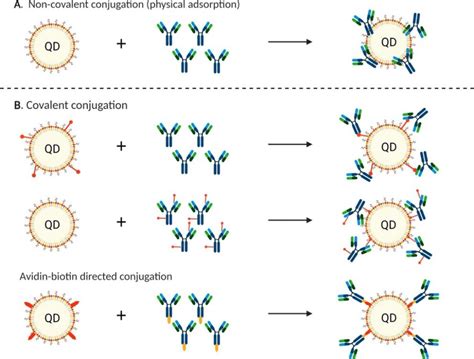 The Scheme Of Qd Conjugation With Antibodies Strategies A −