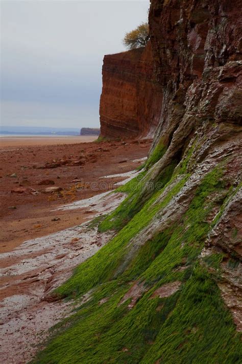 red rock beach stock image image  water tide moss