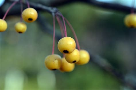 Kostenlose foto Natur Ast blühen Fotografie Frucht Beere Blatt