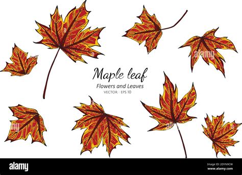 Collection set of maple leaves drawing illustration Stock Vector Image ...