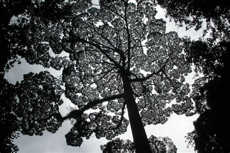 Worlds Tallest Tropical Trees Discovered In Borneo