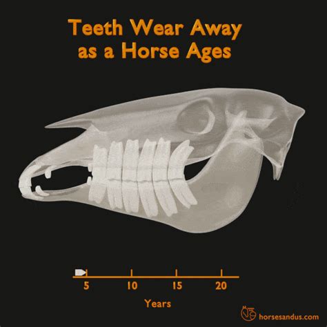 Horse Teeth Anatomy and Function [Pictures & Animations]