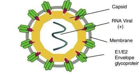 Chikungunya Virus Antigens Creative Diagnostics