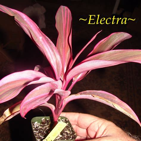 Polynesian Produce Stand : ~ELECTRA~ TI PLANT Cordyline terminalis