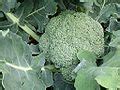 broccoli wikimedia commons