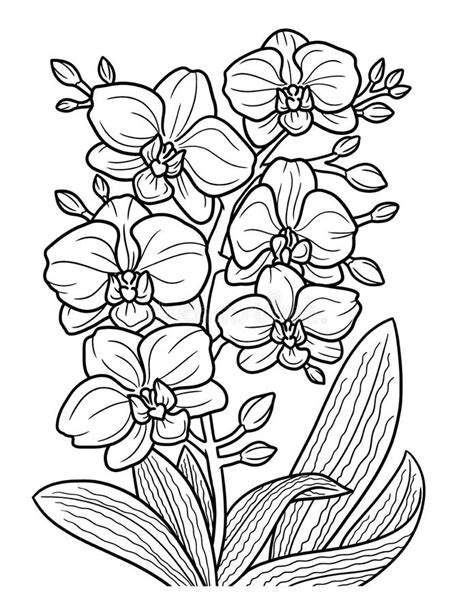 Orchids Coloring Page Coloring Pages Desenhos De Flores Risco Porn