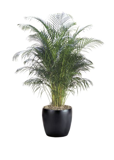 Palm Areca Phillip S Interior Plants Displays