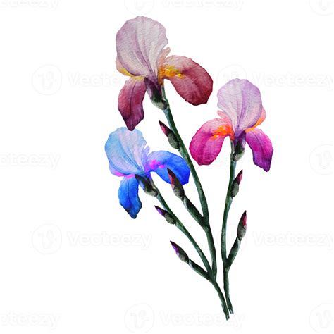 Bouquet Of Flowers Iris Akarelna Illustration 20966677 Png